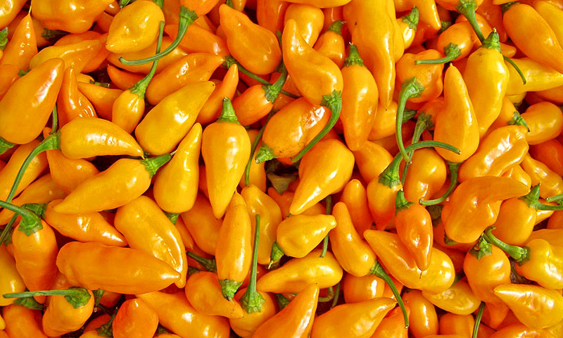 Fresh whole datil peppers close-up showing their bright yellow-orange color — the rare 100,000 to 300,000 Scoville tropical pepper behind Lucky Cajun Fiery Datil seasoning blend.