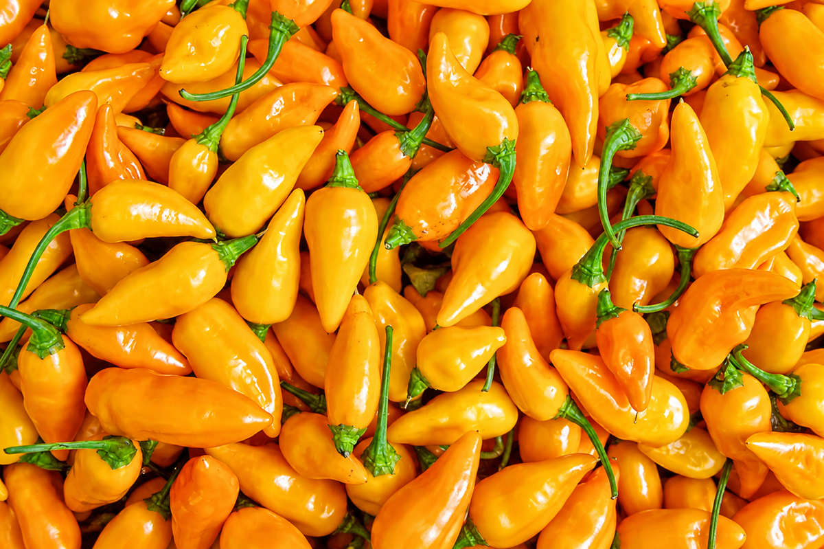 Fresh whole datil peppers close-up showing their bright yellow-orange color — the rare 100,000 to 300,000 Scoville tropical pepper behind Lucky Cajun Fiery Datil seasoning blend.