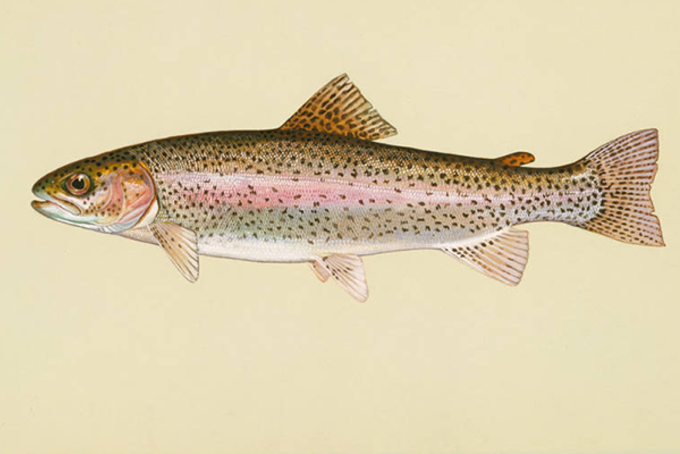 Illustrated line drawing of a rainbow trout representing the whole fish used in the baking and broiling guide from the No-BS Seafood Cookbook