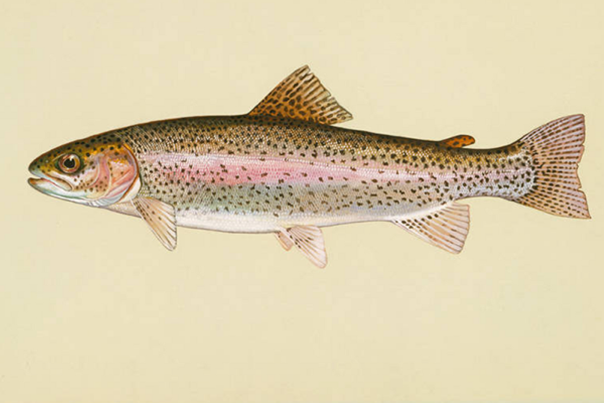 Illustrated line drawing of a rainbow trout representing the whole fish used in the baking and broiling guide from the No-BS Seafood Cookbook